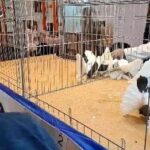 316334263_5591453704267468_8038782182820216461_n