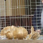 329204034_1343722953153529_1758594132082309513_n